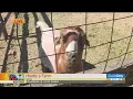 Hooby s Farm in Davis