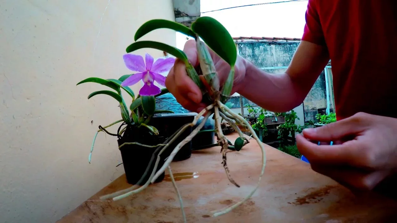 COMO FAZER MUDA DA ORQUIDEA CATTLEYA WALKIRIANA PARTE 2