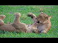 The Most Cute Young Wild Animals On Earth With Relaxing Music, Beautiful Relaxing Music