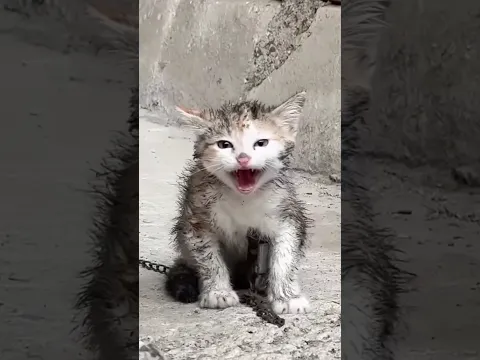 Efforts To Save An Abandoned Kitten In The Cold Rain, He Was Really Hungry And Lost