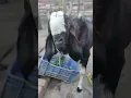 Download Lagu Akkad Bakkad Bambe Booo 🐐 Bakra Eid 2023 #goat #shorts