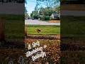 Download Lagu NATURE SHOT (Spider Uses Leaf to Fish for  Prey PT 1) - 10/10/25 5:13pm