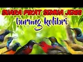 Download Lagu SUARA PIKAT SEMUA JENIS BURUNG KOLIBRI || Suara Pikat Kolibri Ribut