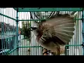 Download Lagu Suara burung TRUCUK KEBO Gacor ropel panjang di pagi hari.pancingan trucukan agar bunyi