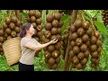 Download Lagu Harvesting Giant Macadamia Nuts \u0026 Making Creamy Macadamia Milk | SOLD OUT Fast at Village Market!