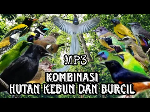 Download MP3 Suara pikat burung cucak ijo kombinasi hutan kebun dan burcil