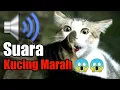Download Lagu Kucing Marah Ngajak Berantem || Kucing vs Kucing || suara kucing Jantan mengeong