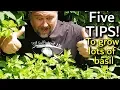 Download Lagu 5 Tips How to Grow a Ton of Basil in One Container or Garden Bed