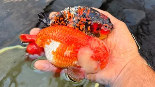 These are my future BREEDER GOLDFISH…