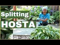 Download Lagu GARDEN WITH ME | SPLITTING and TRANSPLANTING HOSTA