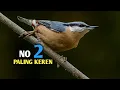 Download Lagu 4 jenis burung rambatan dengan ciri khasnya yang sangat unik