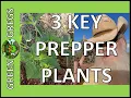 3 Key Prepper Plants Every Homesteader Prepper Should Grow