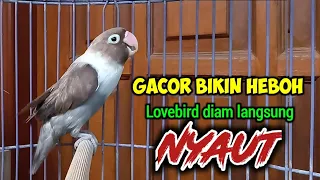 Download LOVEBIRD Gacor NGEKEK PANJANG AMPUH NAIKKAN EMOSI, LOVEBIRD Apapun PASTI SEGERA TERPANCING Bunyi MP3