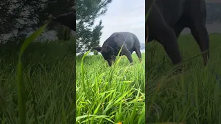 #fyp #dream #doberman #pets #vlog