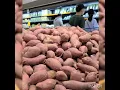 Lotte Market in Edison