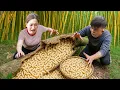 Harvesting 1000kg Wild Vitality Worm from Rotten Tree, Grilled on Charcoal for Natural Outdoor Feast