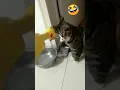 Download Lagu kucing muka jutek abis...🤣😅😂#shorts ##trending #youtubeshorts #video #viral #love #funny