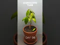 120 Days in 1 Min - Growing Durian Tree From Seed #timelapse #shorts