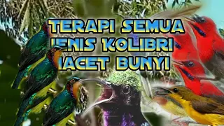 Download TERAPI KOLIBRI MACET BUNYI#koningacor MP3