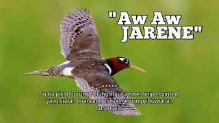 Download Suara Pikat Burung Berkik Pelung Terbaru Jarene !! (Greater Snipe Painted) MP3