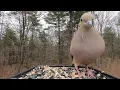 Mourning Dove call
