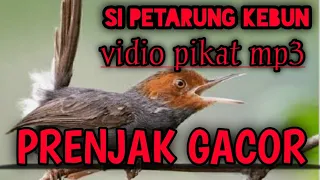 Download PRENJAK GACOR || SUARA PIKAT MP3 DAN MASTERAN PRENJAK GACOR MP3