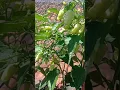 Lagu Easily Grow Chillies at Home from Seeds #caberawit