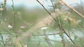 New allergy therapy available only in Austin