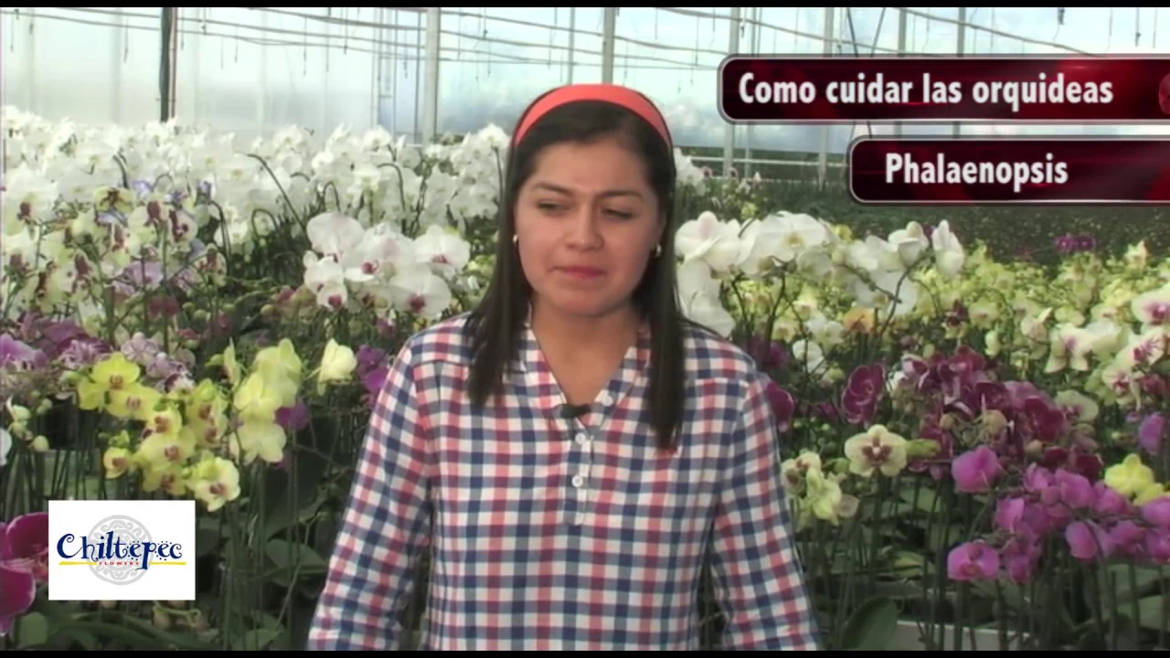 CUIDADO BÁSICO DE ORQUIDEAS
