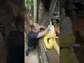 Download Lagu Giant Yellow Snake Takes Down Rabbit!  #snake