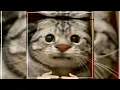 Download Lagu DJ LEYRA LATINTUNG ARMUSABA// Alight Motion Preset// Tiktok Trend//Sweetrosedits