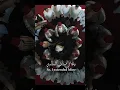 Download Lagu DZIKIR MA MADDA ALLAHU ALLAH || AR RIDWAN SYIRIA AL MARASHLI ENSEMBLE #feedshorts #almarashli