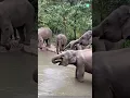 Download Lagu Elephant's Trunk 🐘