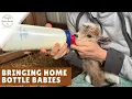 Bringing Home Bottle-Fed Baby Goats What You Need to Know