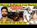 Download Lagu 13 / 7/2025 ਅੱਜ ਡੱਬਵਾਲੀ ਮੰਡੀ ’ਚ ਰਿਹਾ ਮੰਦਾ |Dabwali pashu mandi | Murrah Buffalo \u0026 Cow Latest Prices