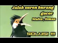 Lagu JALAK KURANG GACOR ??TIDAK BONGKAR ISIAN ??.. SOLUSI !