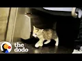 Download Lagu Tiny Stray Kitten Finds Her New Family On A NYC Subway Train | The Dodo