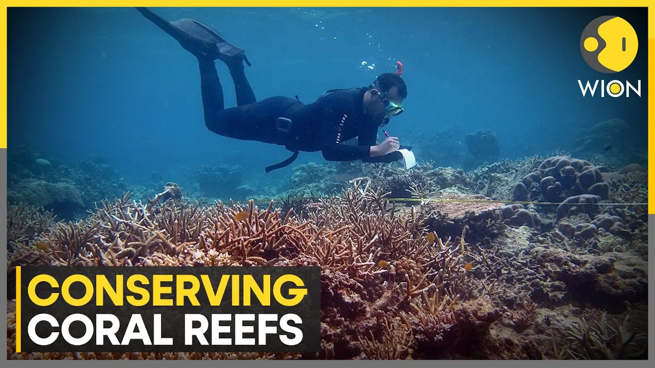 Coral farms help coral grow climate change resilient | WION