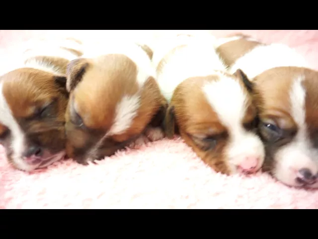 動画