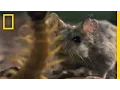 Download Lagu Centipede vs. Grasshopper Mouse | National Geographic