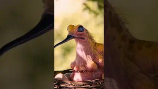 قطط وحيوانات بتتكلم مسخرة قطط خدلك ضحكه مع اسامه كوميدي حيوانات مضحكه ضحك مضحك كوميديا قرش 