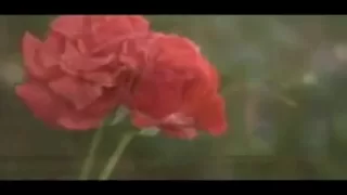 بوی سیب و حرم حبیب و حسین غریب و کرببلا دندنها