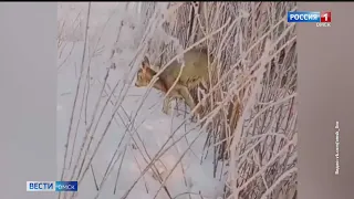 Омич спас косулю, которая застряла между металлических прутьев забора