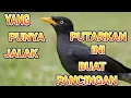 Lagu JALAK KEBO GACOR||| CoBa untuk  PANCINGAN PAGi,SORE DAN MALAM HARi