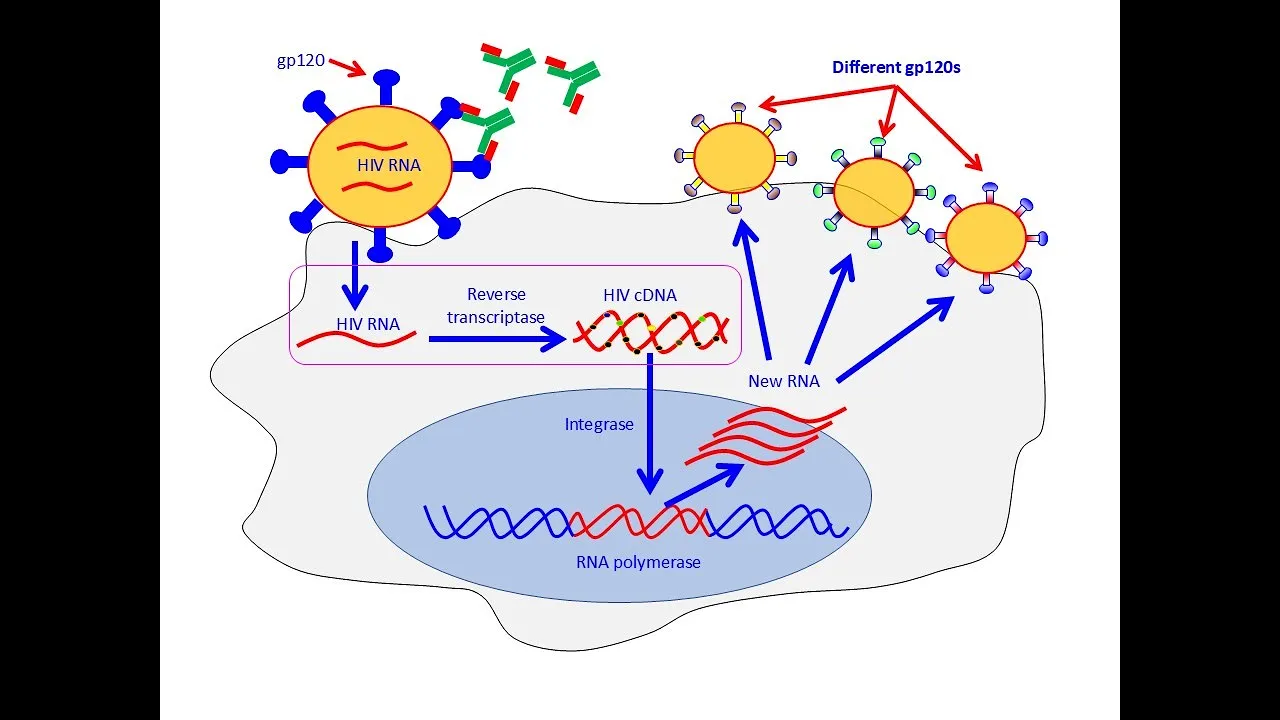Infectious disease immunology, Part 5