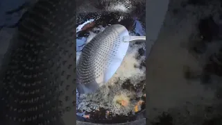 Prawn 65 Trending Food Yummy Viralvideo Tasty Chef Foodie Trending 