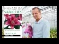Download Lagu Premium-varieties.com: Ruud vd Hoeven talks about Palazzo