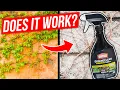 How to Kill Poison Ivy Poison Oak and Other Tough Vines