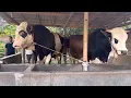 Download Lagu SORE INI DI SETIA FARM | APA BEDA NYA SAPI LOKAL DAN POTONG GAES ‼️🔥🔥🔥