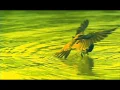 Download Lagu wings to paradise 1 of 2 1080p hd